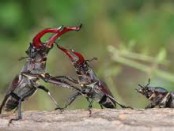 Битва за Донбасс между вчерашними союзниками, Луганск, Донбасс, Донецк